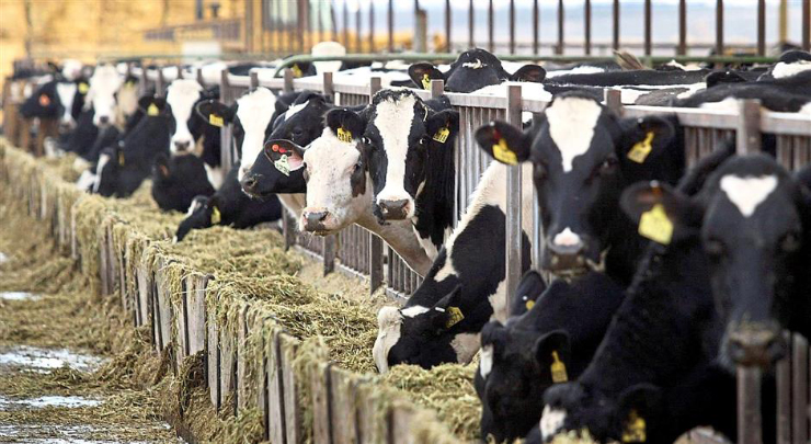 预测奶牛甲烷排放的新方法