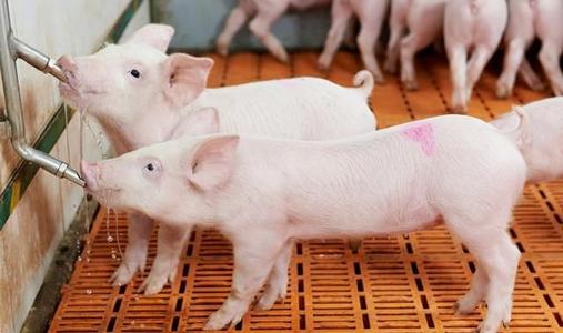 在猪和家禽饲料中添加甜菜碱的作用