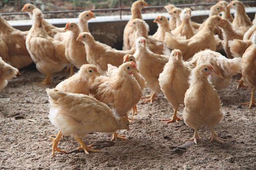无水甜菜碱对养殖鸡的帮助