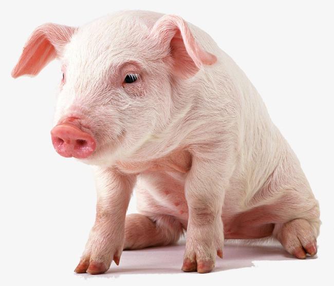 甜菜碱调控猪肉品质的作用机理