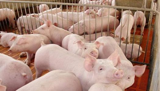 猪用甜菜碱对养殖猪的帮助