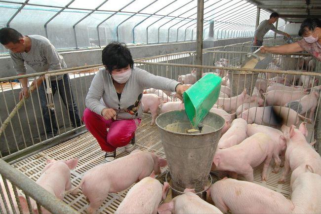 饲料甜菜碱对养殖猪的作用机制