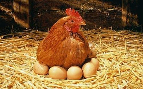 蛋鸡用甜菜碱的作用机制
