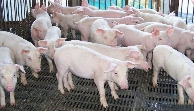 猪用新型饲料添加剂甜菜碱