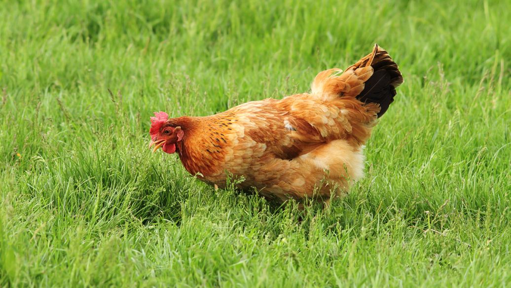 鸡饲料添加剂甜菜碱的抗球虫病作用