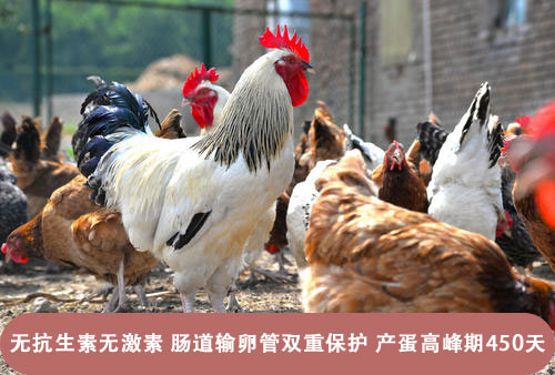 家禽养殖饲料添加剂