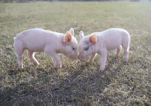 猪用饲料添加剂（甜菜碱）对肠道的作用