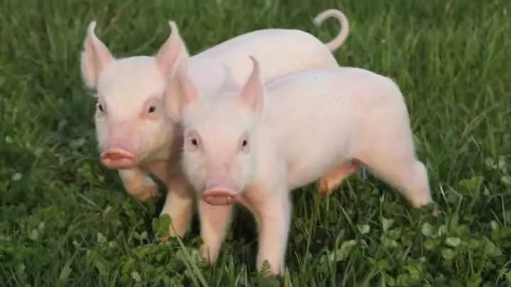 猪养殖饲料添加剂甜菜碱