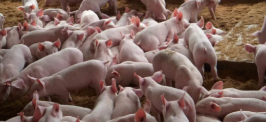 饲料中添加甜菜碱可以降低猪的腹泻率