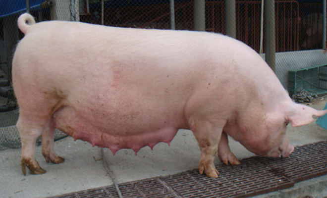 母猪饲料添加甜菜碱的作用