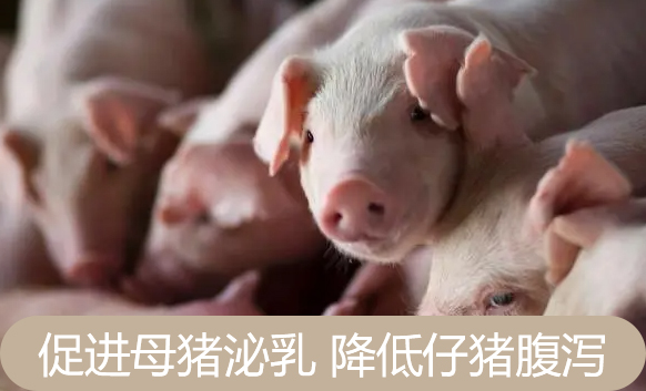 猪和家禽饲料中甜菜碱的作用