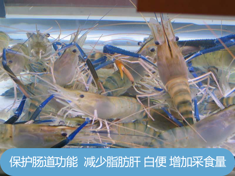 甜菜碱能提升鱼虾的生产性能