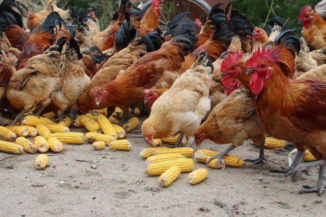 甜菜碱在养禽业中的影响