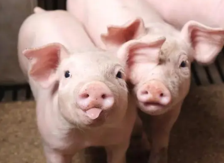 甜菜碱在养猪生产中的应用