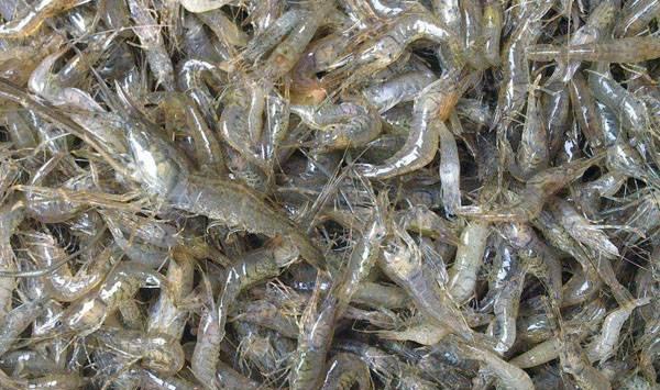 虾蟹养殖中的无水甜菜碱饲料添加剂 - 提升水生物健康的创新方法