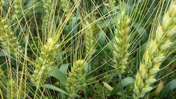 魔法的力量：氯化胆碱农肥助推小麦、水稻小穗分化