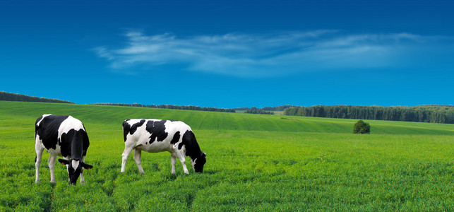 奶牛生产力升级！围产期饲粮添加叶酸和甜菜碱，乳量翻倍效果惊人！