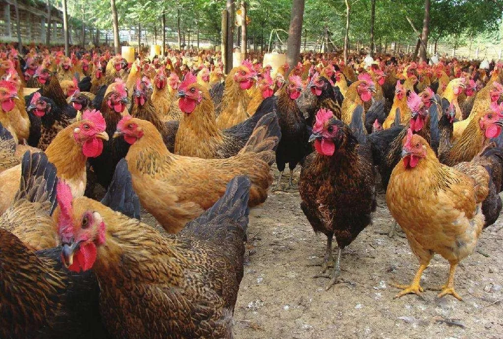 氯化胆碱：畜禽健康的守护者与成长之钥